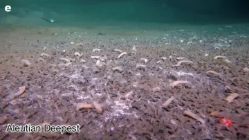 Ekosystémy objevené na dně u Kamčatky