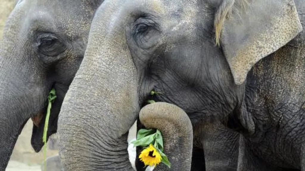 Slonice Gulab a Shanti