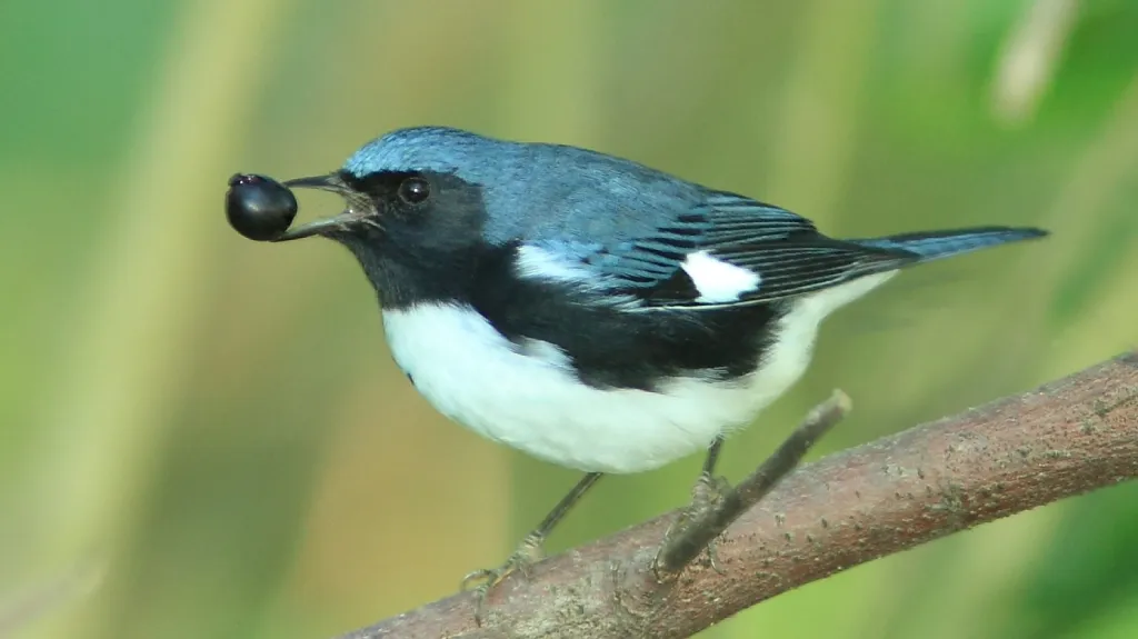 Lesňáček modrohřbetý