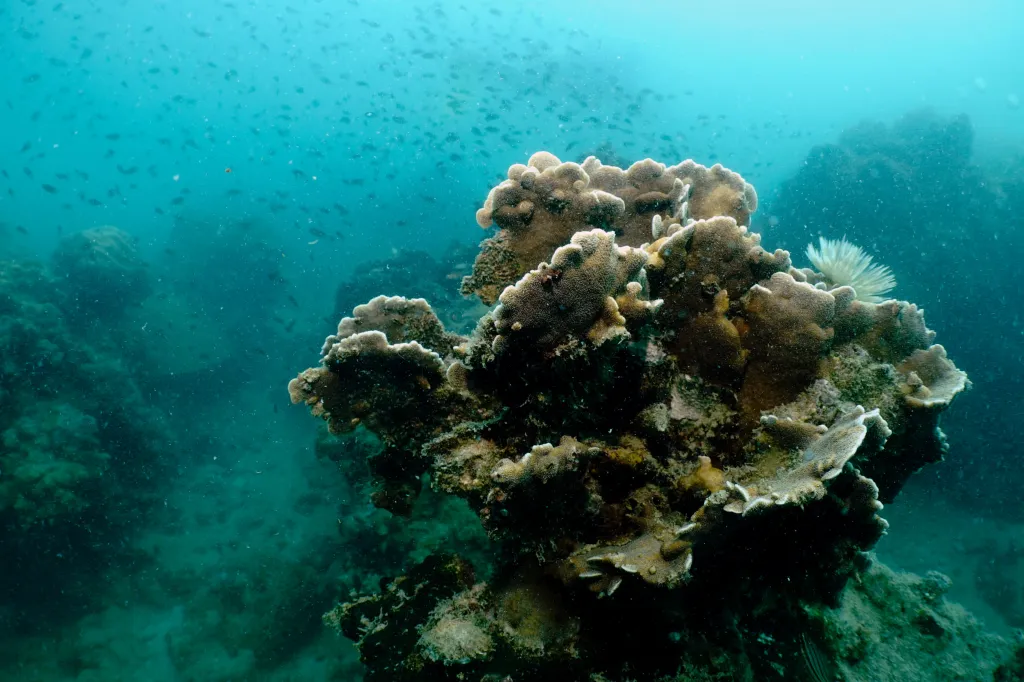 Hejno ryb míjí korálový útes u pobřeží jihovýchodní provincie Rayong v Thajsku