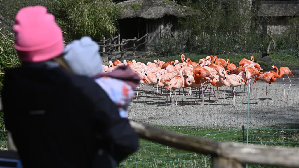 Plameňáci v Zoo Praha