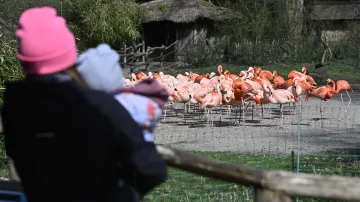 Plameňáci v Zoo Praha