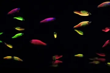 Geneticky upravené ryby pronikly do volné přírody. V Brazílii se jim zatím daří