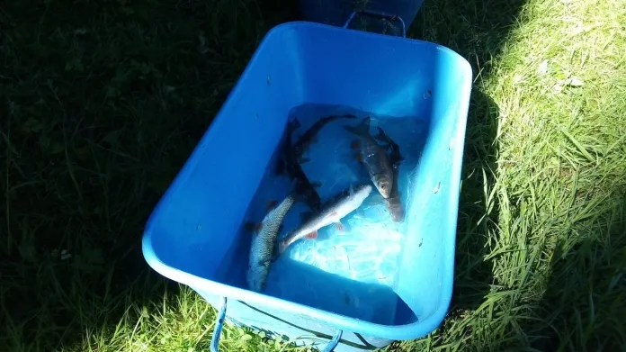 Ryby vylovené z nádrže krátce po omráčení elektřinou