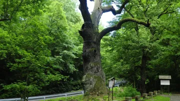 Oldřichův dub z Peruce na Lounsku