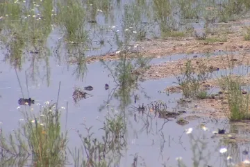 Výstavba vodní nádrže nebo ošetření stromů. Jihomoravský kraj dá na boj se suchem 13 milionů