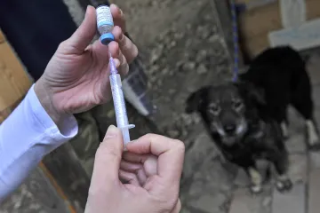 Psí život budou mít zvířata na ulici alespoň bez vztekliny