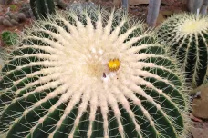 V brněnské botanické zahradě poprvé vykvetl stoletý kaktus. Květy bude mít otevřené jediný den