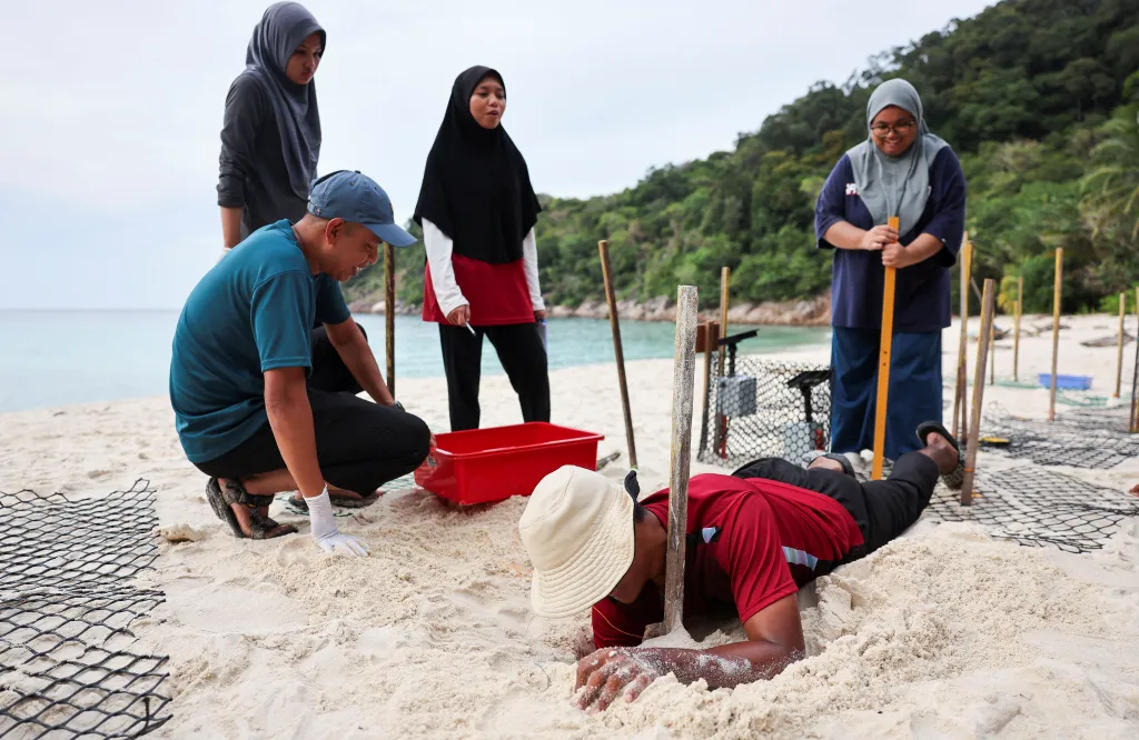 Dobrovolníci přemisťují želví hnízdo z pobřeží na bezpečnější místo