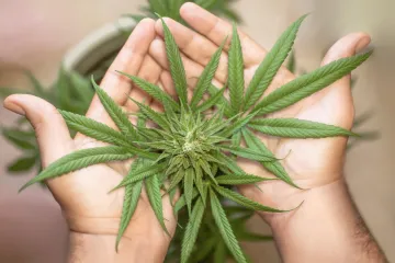 Marihuana v těhotenství způsobuje u dětí problémy s chováním