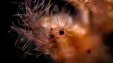 Kategorie Supermakro. Hairy Shrimp Eye (Phycocarys simulans)