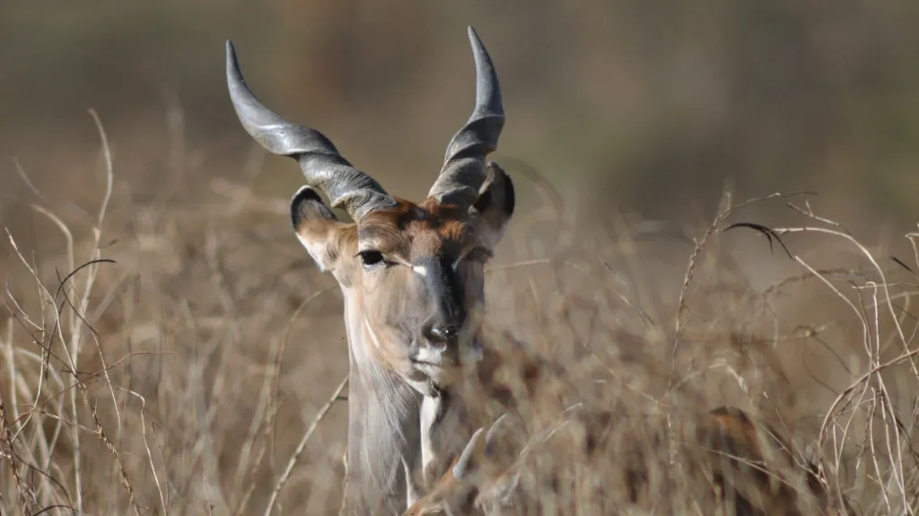Derbyho antilopa