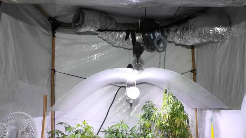 Pěstírna odhalená v rámci policejní akce Avarus