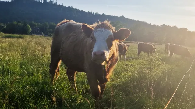 Slovensko vyčlenilo desítky milionů eur na obnovu chovů po slintavce