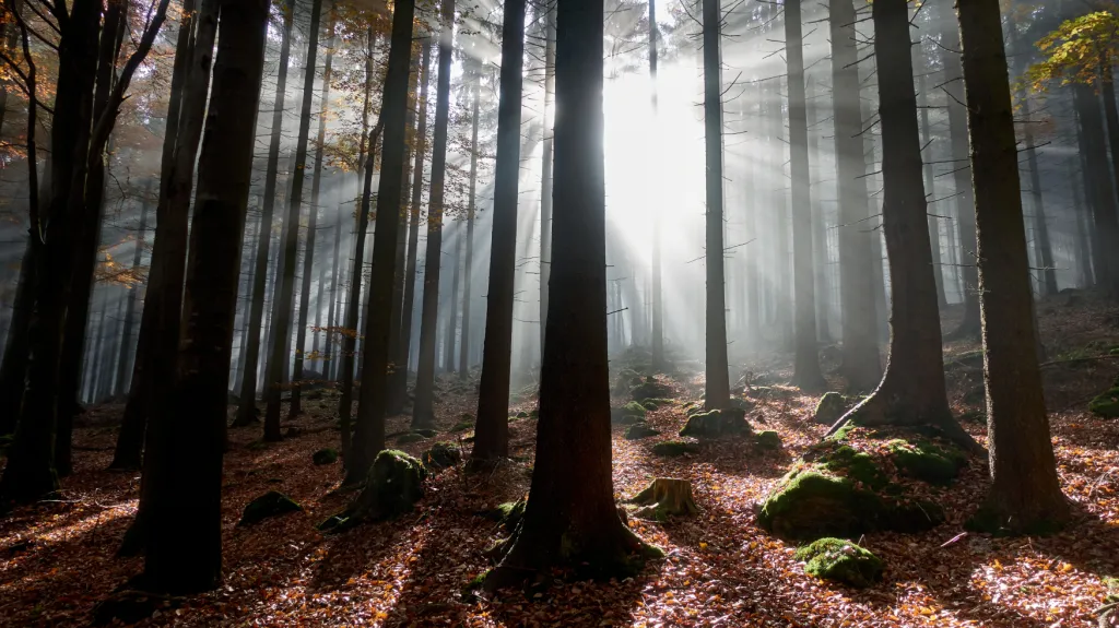 Podzim v Českém lese