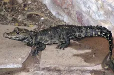 Krokodýl, který utekl v Ostravě, byl nalezen ve sklepě chovatelova domu