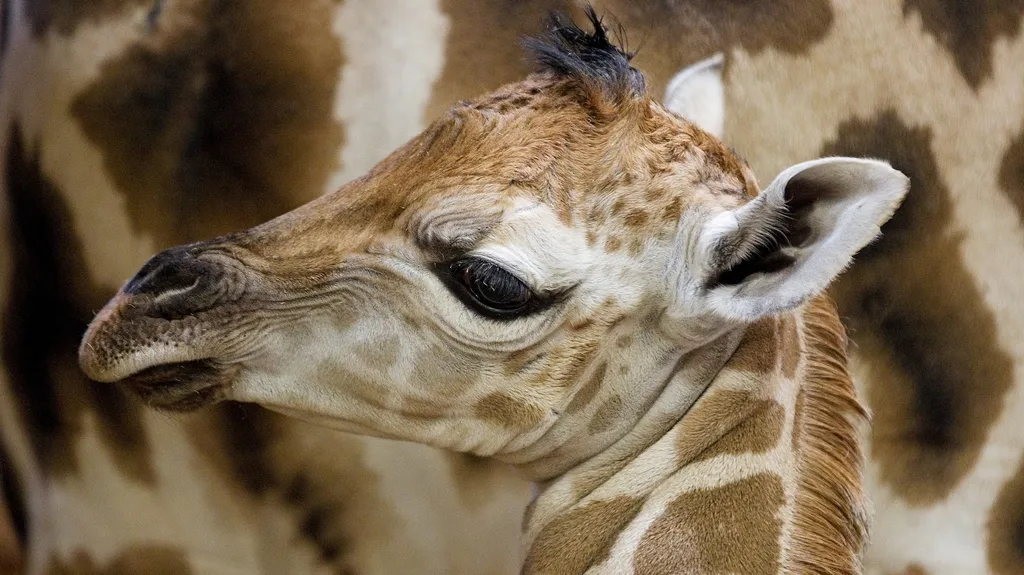 Novorozené žirafí mládě v Zoo Praha
