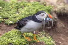 Ptačí chřipka ničí kolonie mořských ptáků na Britských ostrovech