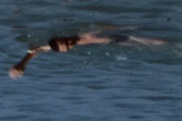 Festival Ji.hlava ocenil český Kaprkód, hrdinou nejlepšího světového dokumentu je kos