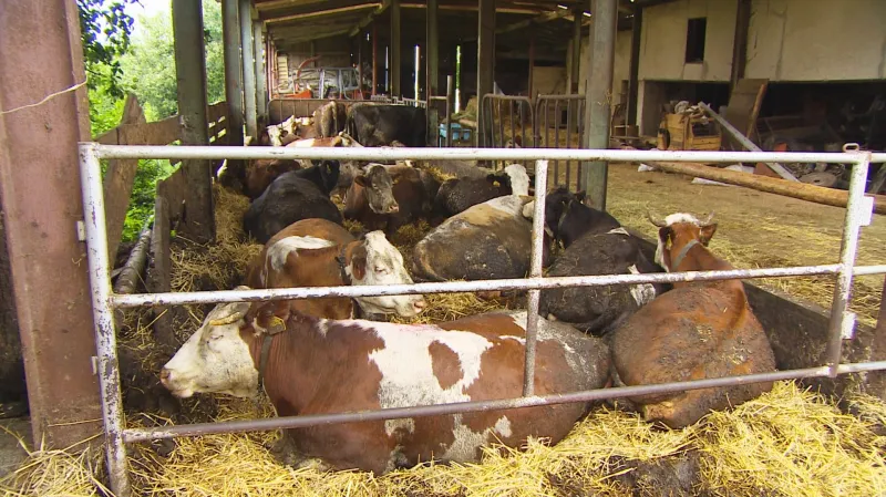 Kravám chyběl přístup k vodě, některým i dostatečný prostor