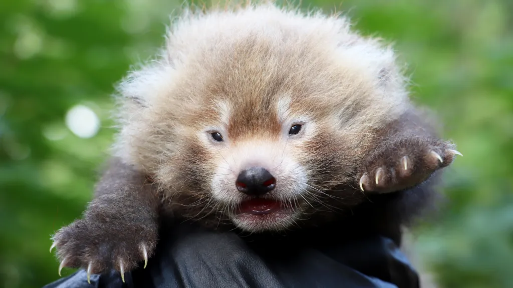 První mládě pandy červené narozené v plzeňské zoo