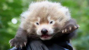 První mládě pandy červené narozené v plzeňské zoo