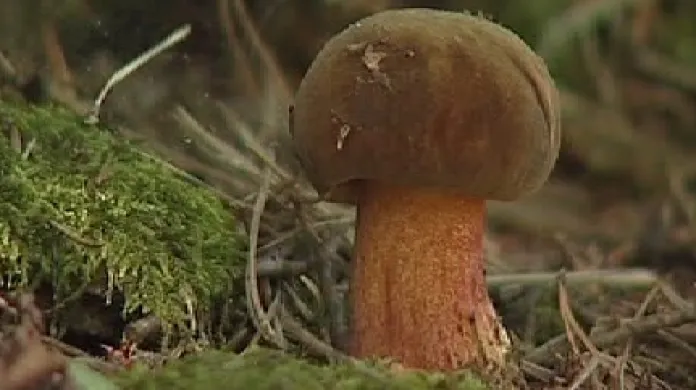 Hřib