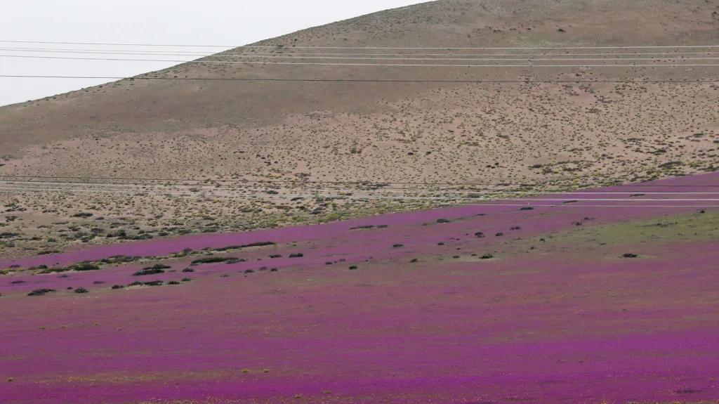 Kvetoucí poušť Atacama