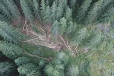 Majitelé lesů stále čekají na slíbené příspěvky pro boj s kůrovcem