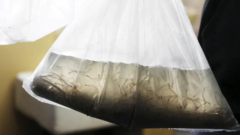 Úhoři na prodej na asijském trhu