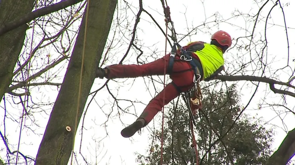 Práce arboristů ve Smetanových sadech v Uherském Hradišti