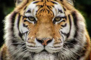 Nelegálně chované šelmy by měly propadnout státu, navrhují ministři