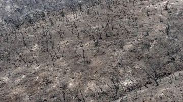 V oblasti Mendocino shořely celé lesy