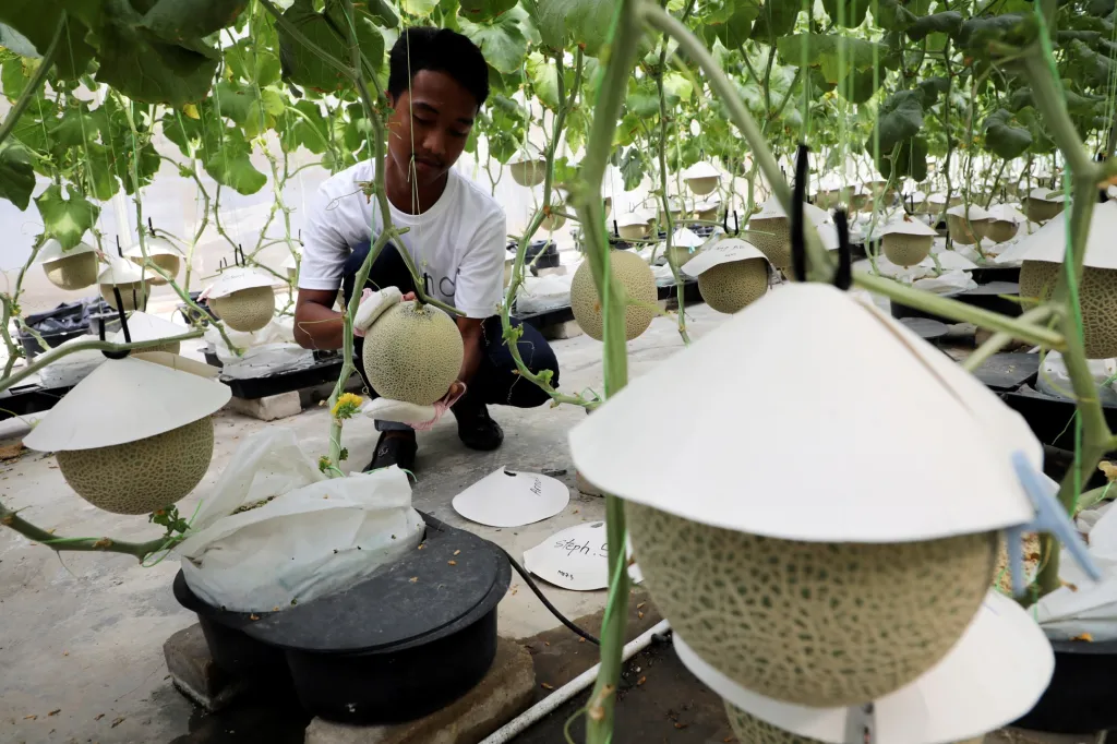 Na melounové farmě ve městě Putrajaja v Malajsii pěstitelé pravidelně leští rostoucí plody zvláštnímu polštářky. Údajně jim tato metoda pomáhá v kvalitě růstu