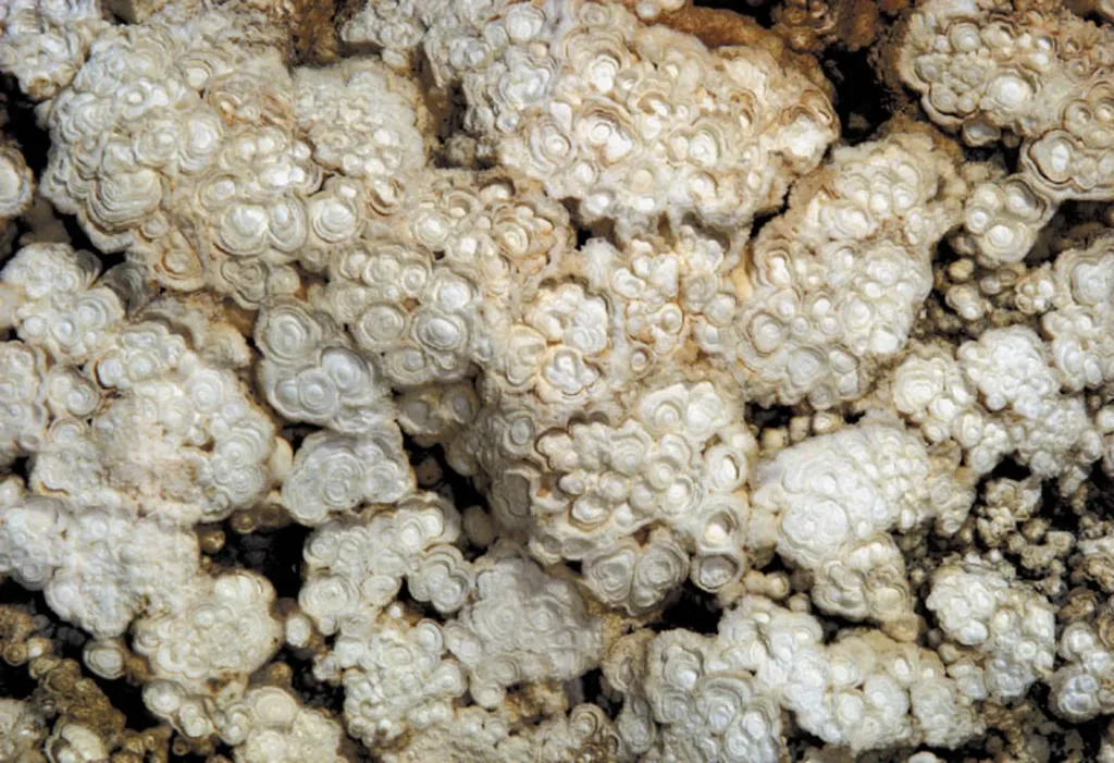 Raritou Koněpruských jeskyní jsou koněpruské růžice, tvořené kalcitem a s obsahem opálu