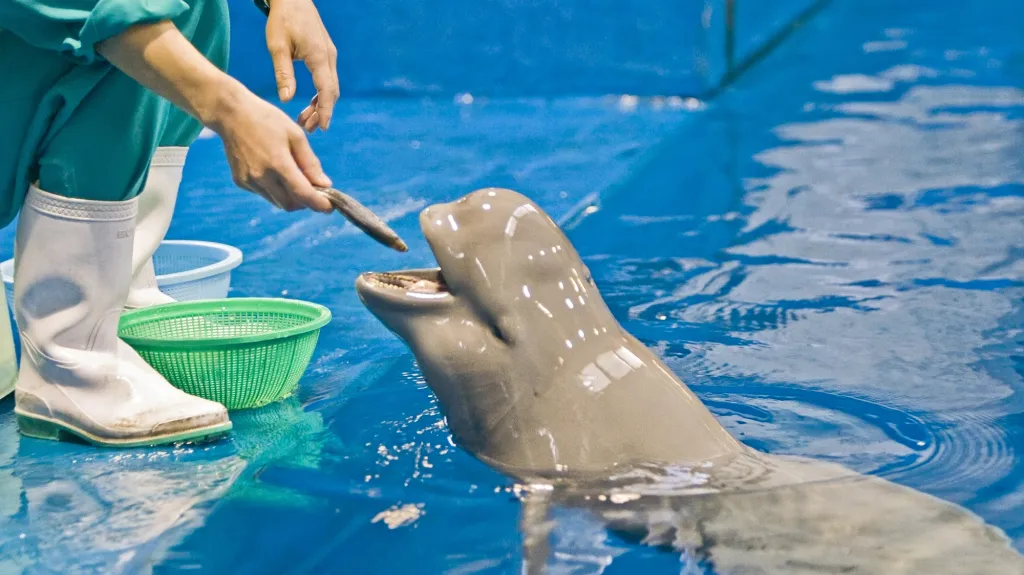 Sviňucha hladkohřbetá