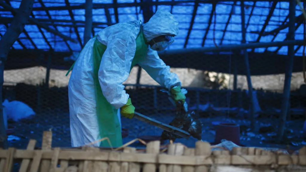 Likvidace chovu drůbeže nakažené ptačí chřipkou