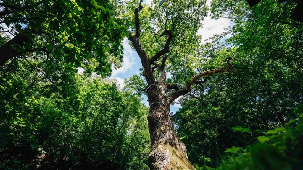 Vítěz ankety Strom roku 2025 – Oldřichův dub