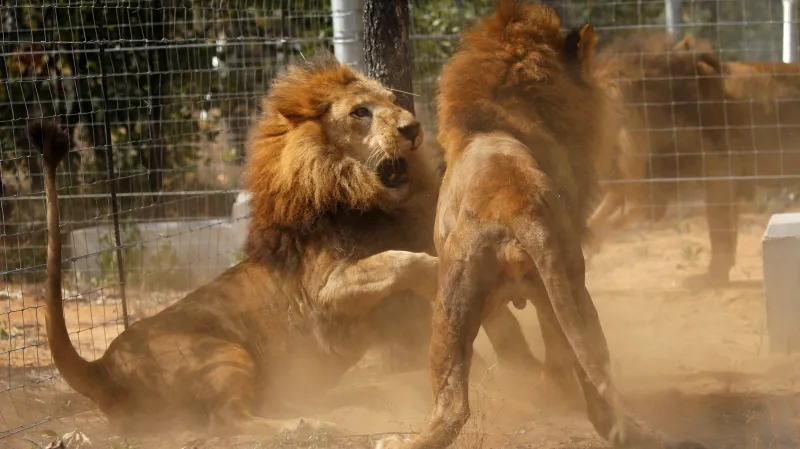 Návrat lvů do Afriky