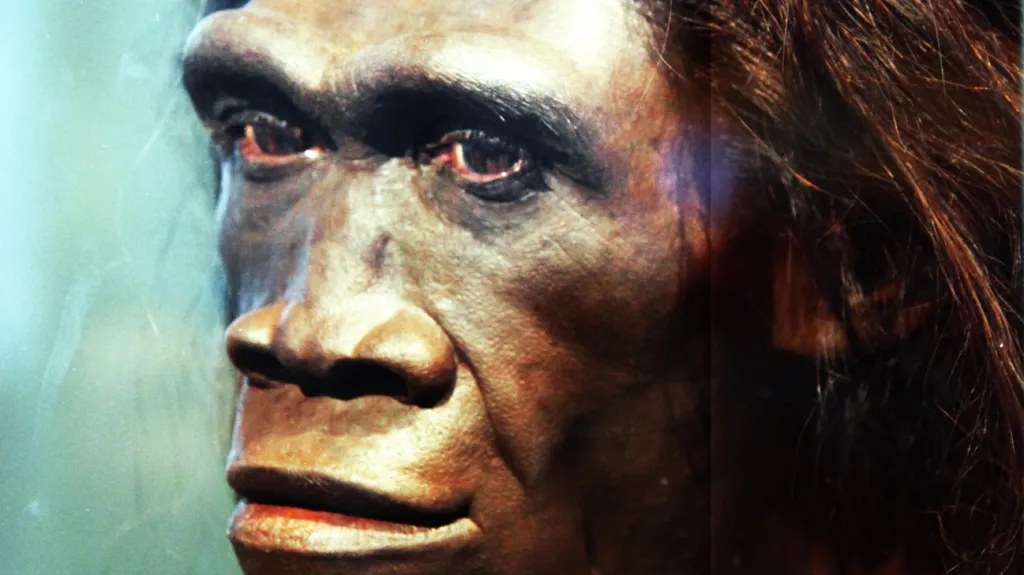 Homo erectus