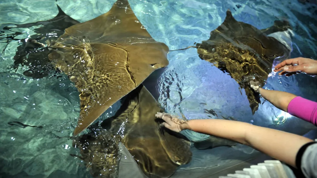 Zlínská zoo otevřela expozici Zátoka rejnoků