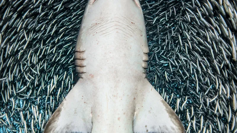 Nejlepší podvodní snímky: Portrét