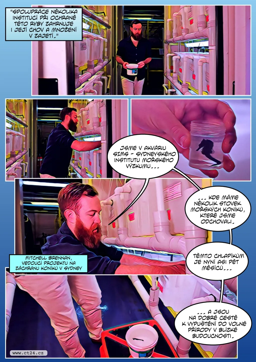 Vědci staví pro mořské koníky na pobřeží „hotely“. Jejich přirozených útočišť ubývá