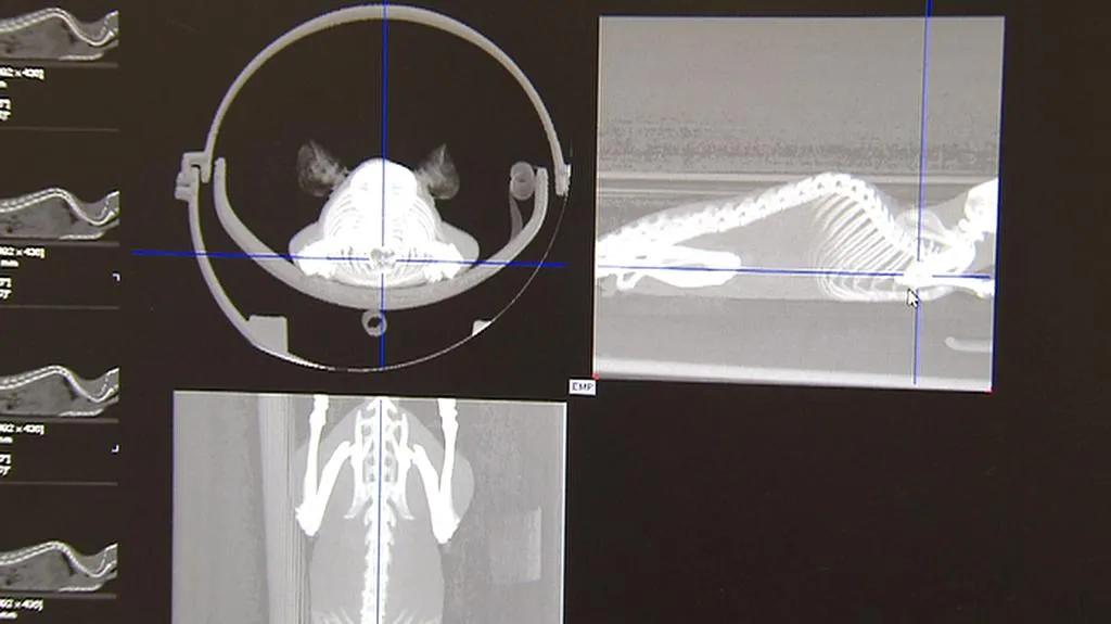 Monitoring experimentálních hlodavců