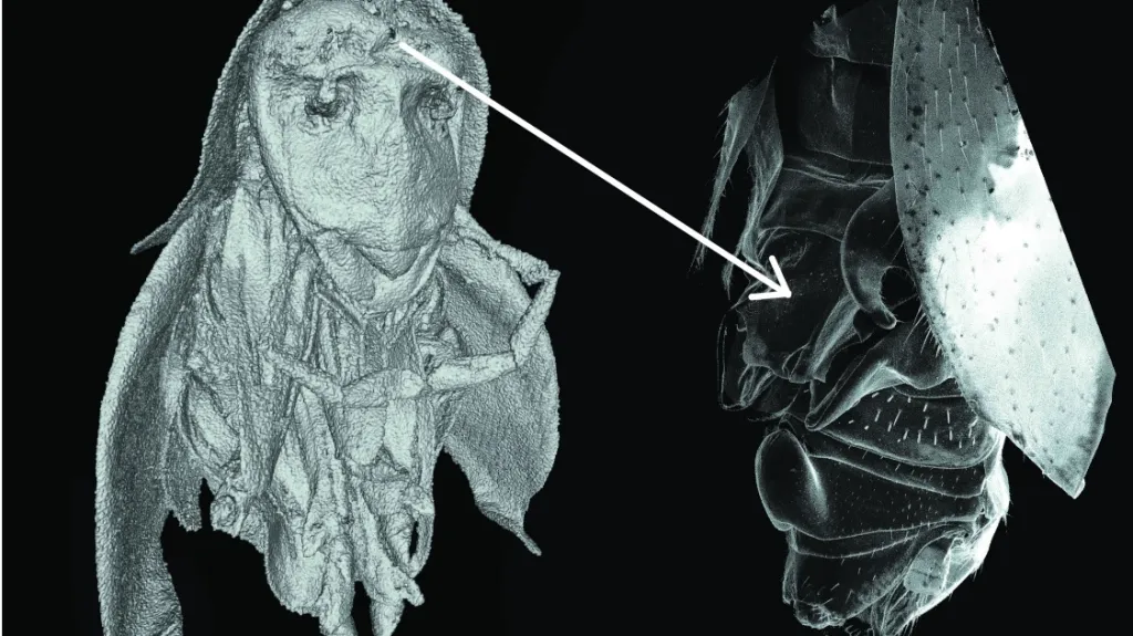 Nově objevený šváb