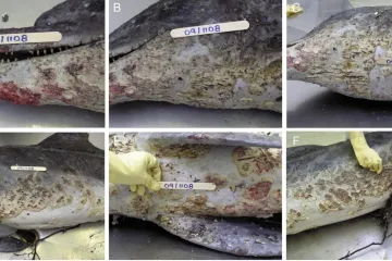 Delfíny zabíjí nová kožní nemoc, způsobuje ji obyčejná pitná voda