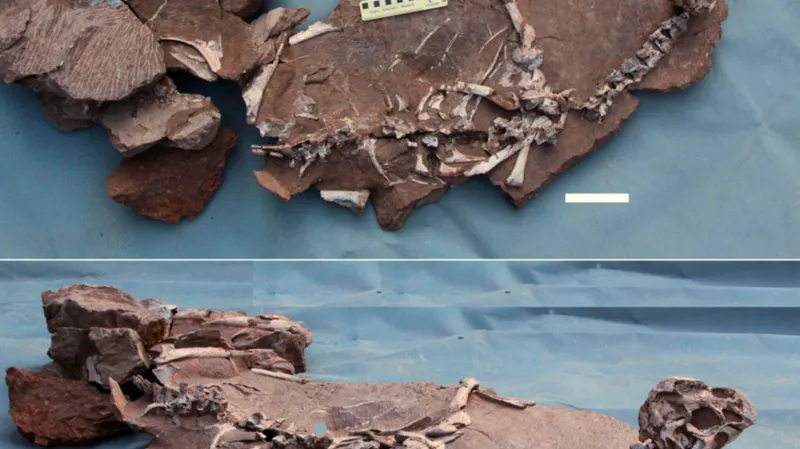 Tongtianlong limosus