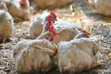 Velkochov nosnic na Litoměřicku zasáhla ptačí chřipka. Veterináři utratí skoro 190 tisíc kusů drůbeže