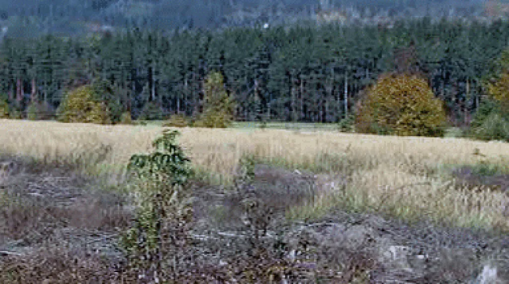 Holina po přemnožení kůrovce