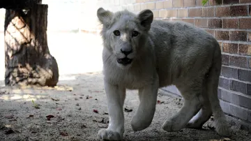Zoo chce lvovi do budoucna přivézt partnerku